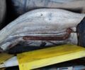 Синий Фольксваген Пассат, объемом двигателя 1.6 л и пробегом 430 тыс. км за 2000 $, фото 30 на Automoto.ua