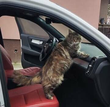 Вольво XC40, об'ємом двигуна 1.97 л та пробігом 104 тис. км за 26400 $, фото 1 на Automoto.ua