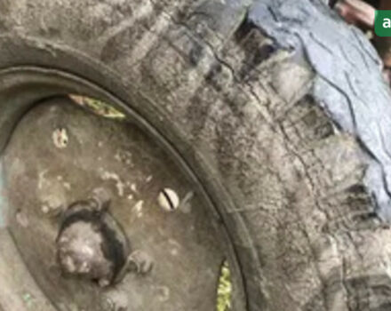 ЮМЗ 6, об'ємом двигуна 4.94 л та пробігом 0 тис. км за 2700 $, фото 3 на Automoto.ua