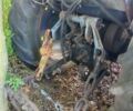 ЮМЗ Інша, об'ємом двигуна 4 л та пробігом 200 тис. км за 1800 $, фото 4 на Automoto.ua