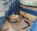 ЮМЗ Інша, об'ємом двигуна 4.9 л та пробігом 0 тис. км за 3700 $, фото 9 на Automoto.ua