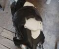 Ямаха 3302, об'ємом двигуна 50 л та пробігом 0 тис. км за 218 $, фото 4 на Automoto.ua