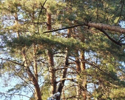 Ямаха 3302 2005 в Кременчуге на Automoto.ua Серый Ямаха 3302, объемом двигателя 1.9 л и пробегом 0 тыс. км за 9000 $, фото 12 на Automoto.ua