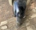 Ямаха С-Елізє, об'ємом двигуна 50 л та пробігом 0 тис. км за 216 $, фото 5 на Automoto.ua
