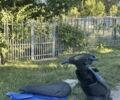 Ямаха Джог 2007 в Днепре (Днепропетровске) на Automoto.ua Ямаха Джог, объемом двигателя 50 л и пробегом 0 тыс. км за 311 $, фото 2 на Automoto.ua