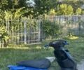 Ямаха Джог 2007 в Днепре (Днепропетровске) на Automoto.ua Ямаха Джог, объемом двигателя 49 л и пробегом 0 тыс. км за 434 $, фото 3 на Automoto.ua