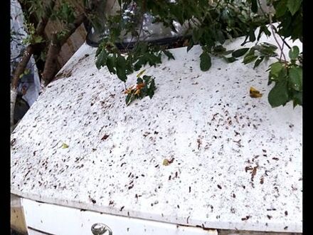 ЗАЗ Таврия, объемом двигателя 1.2 л и пробегом 0 тыс. км за 150 $, фото 1 на Automoto.ua