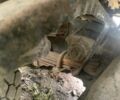 ЗІЛ 495810, об'ємом двигуна 0 л та пробігом 0 тис. км за 2814 $, фото 10 на Automoto.ua
