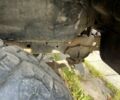 ЗІЛ Другая, об'ємом двигуна 2.3 л та пробігом 0 тис. км за 1499 $, фото 8 на Automoto.ua