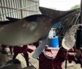 Красный Alpler 3+1, объемом двигателя 0 л и пробегом 0 тыс. км за 5000 $, фото 6 на Automoto.ua