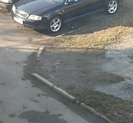 Синій Ауді А6, об'ємом двигуна 0 л та пробігом 320 тис. км за 4500 $, фото 1 на Automoto.ua