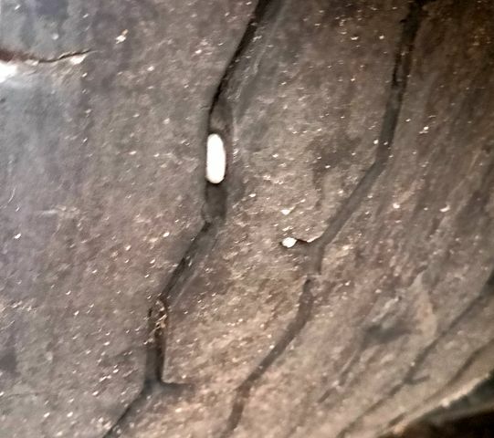 Белый Даф ХФ, объемом двигателя 12 л и пробегом 0 тыс. км за 10900 $, фото 1 на Automoto.ua