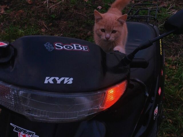 Хонда Інша, об'ємом двигуна 50 л та пробігом 0 тис. км за 284 $, фото 1 на Automoto.ua