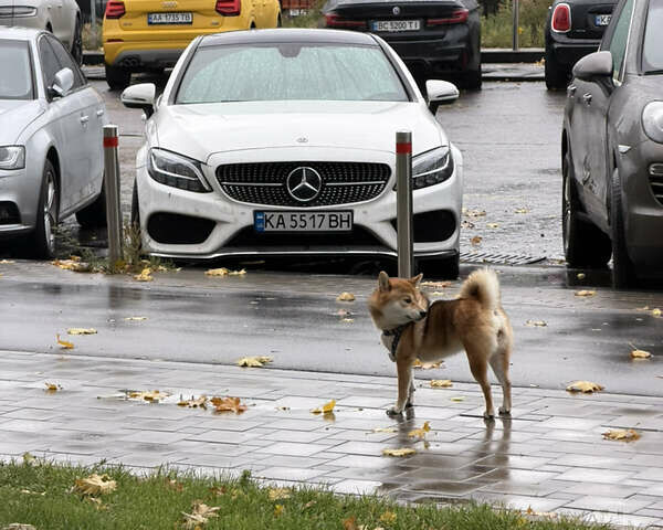 Білий Мерседес Ц-Клас, об'ємом двигуна 2.2 л та пробігом 208 тис. км за 25517 $, фото 1 на Automoto.ua