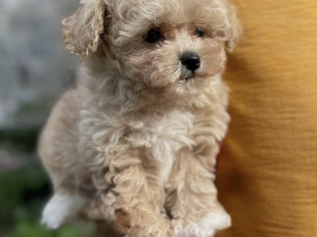 Серый Сеат Ибица, объемом двигателя 2 л и пробегом 310 тыс. км за 497 $, фото 1 на Automoto.ua