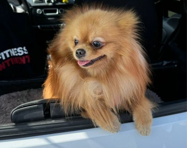 Белый Смарт Форту, объемом двигателя 1 л и пробегом 2 тыс. км за 5500 $, фото 1 на Automoto.ua