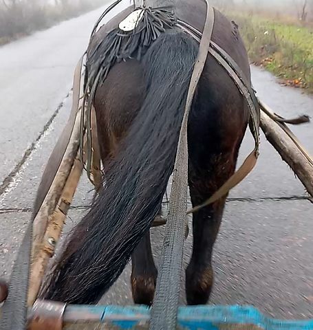 ВАЗ 2109, об'ємом двигуна 1.6 л та пробігом 166 тис. км за 1150 $, фото 1 на Automoto.ua