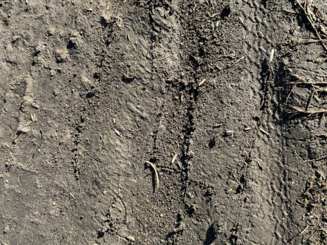 Серый ВАЗ 2109, объемом двигателя 1.3 л и пробегом 3 тыс. км за 239 $, фото 1 на Automoto.ua