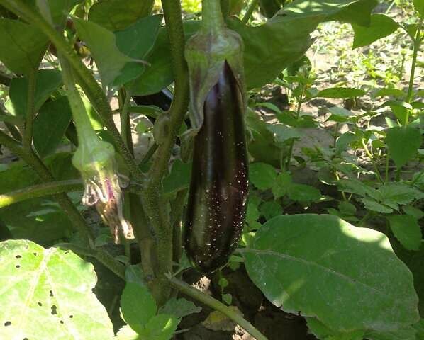 Серый Фольксваген Гольф, объемом двигателя 1.4 л и пробегом 200 тыс. км за 4500 $, фото 1 на Automoto.ua