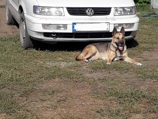 Білий Фольксваген Пассат Варіант, об'ємом двигуна 0 л та пробігом 300 тис. км за 1600 $, фото 1 на Automoto.ua