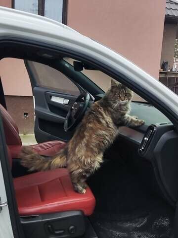 Вольво XC40, об'ємом двигуна 1.97 л та пробігом 104 тис. км за 26400 $, фото 1 на Automoto.ua