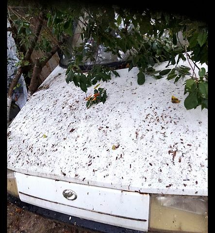 ЗАЗ Таврия, объемом двигателя 1.2 л и пробегом 0 тыс. км за 150 $, фото 1 на Automoto.ua