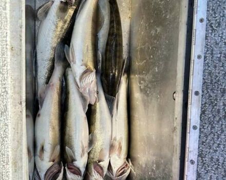 FurSeal 535, об'ємом двигуна 0 л та пробігом 0 тис. км за 23000 $, фото 7 на Automoto.ua