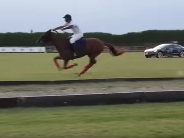 Соревнования лошади и электрокара Tesla фото