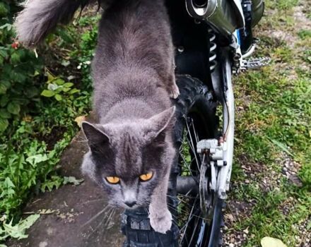 Белый Kovi 250 Pro2T, объемом двигателя 0 л и пробегом 20 тыс. км за 2150 $, фото 6 на Automoto.ua