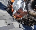Kovi 3302, объемом двигателя 0.25 л и пробегом 0 тыс. км за 1453 $, фото 5 на Automoto.ua
