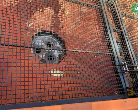 Maschio Gaspardo Zeno, объемом двигателя 0 л и пробегом 0 тыс. км за 3397 $, фото 1 на Automoto.ua