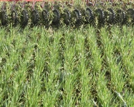 Коричневый MaxiMarin Другая, объемом двигателя 0 л и пробегом 0 тыс. км за 15155 $, фото 10 на Automoto.ua