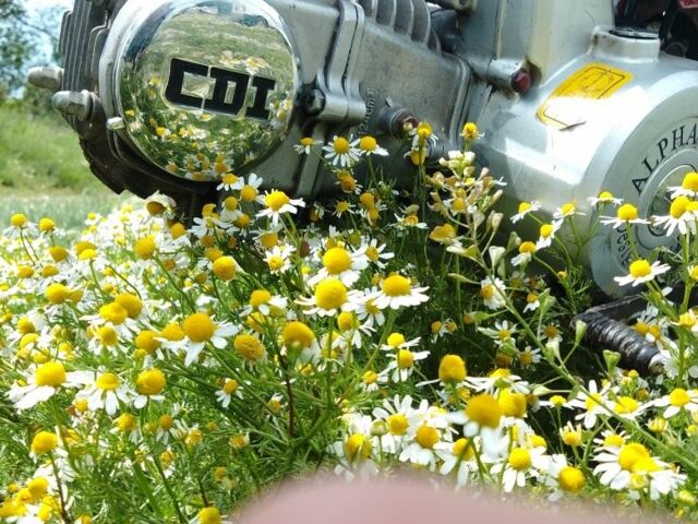 Альфа 125, объемом двигателя 0.13 л и пробегом 0 тыс. км за 214 $, фото 7 на Automoto.ua