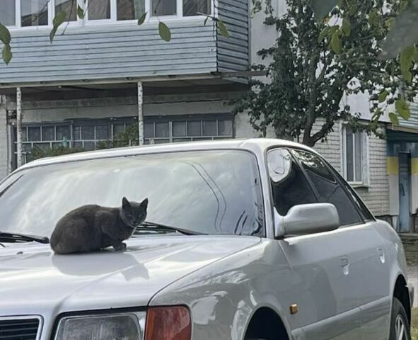 Серый Ауди 100, объемом двигателя 2.8 л и пробегом 390 тыс. км за 2000 $, фото 5 на Automoto.ua