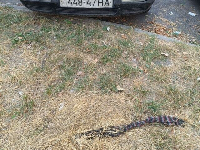 Червоний Ауді 80, об'ємом двигуна 1.8 л та пробігом 300 тис. км за 900 $, фото 6 на Automoto.ua