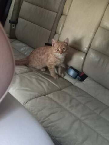 Синій Ауді А6, об'ємом двигуна 2.5 л та пробігом 390 тис. км за 4699 $, фото 16 на Automoto.ua