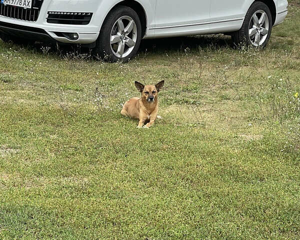 Белый Ауди Ку 7, объемом двигателя 3 л и пробегом 177 тыс. км за 19900 $, фото 7 на Automoto.ua