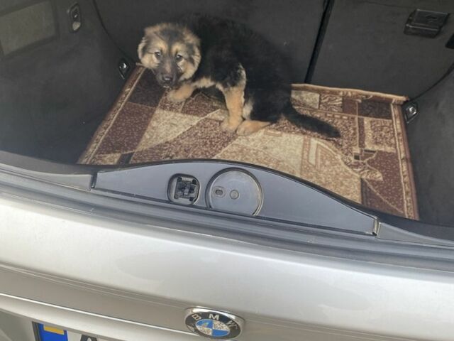 Серый БМВ 3 Серия, объемом двигателя 1.8 л и пробегом 370 тыс. км за 4700 $, фото 9 на Automoto.ua