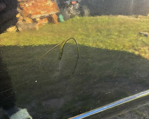 Чорний Шевроле Лачетті, об'ємом двигуна 1.8 л та пробігом 231 тис. км за 4000 $, фото 15 на Automoto.ua