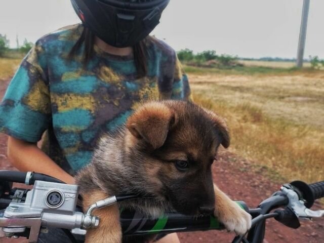 Інша Інша, об'ємом двигуна 0.15 л та пробігом 0 тис. км за 832 $, фото 3 на Automoto.ua