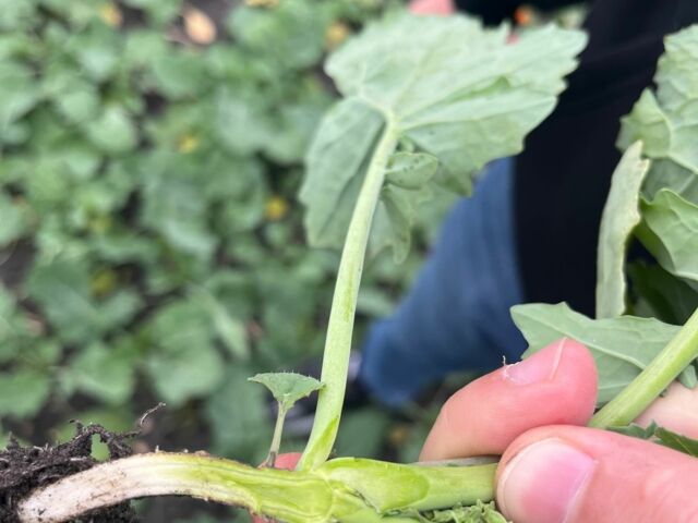 Другая Другая, объемом двигателя 0 л и пробегом 0 тыс. км за 111130 $, фото 14 на Automoto.ua