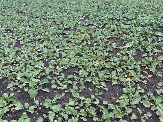 Другая Другая, объемом двигателя 0 л и пробегом 0 тыс. км за 111130 $, фото 13 на Automoto.ua