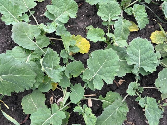 Другая Другая, объемом двигателя 0 л и пробегом 0 тыс. км за 111130 $, фото 12 на Automoto.ua