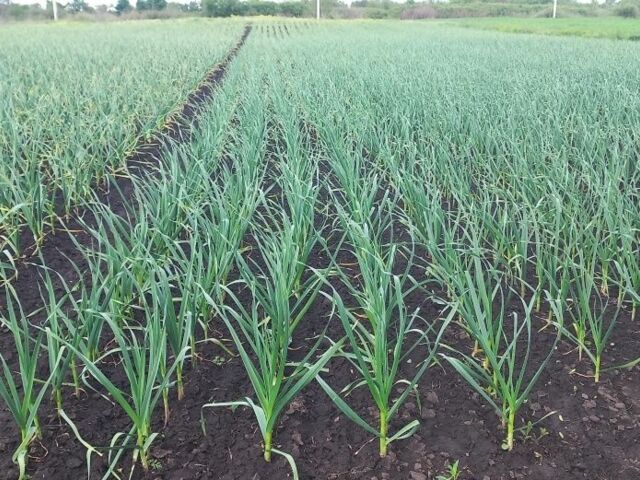 Інша Інша, об'ємом двигуна 0 л та пробігом 0 тис. км за 403 $, фото 3 на Automoto.ua