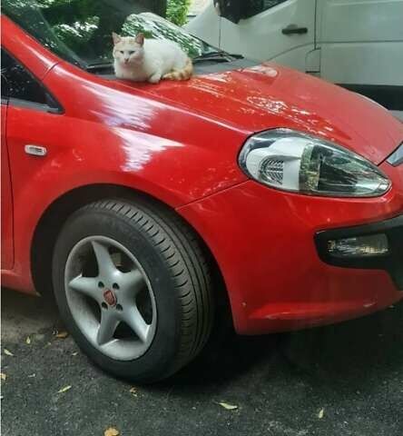 Красный Фиат Гранде Пунто, объемом двигателя 1.24 л и пробегом 160 тыс. км за 4800 $, фото 5 на Automoto.ua