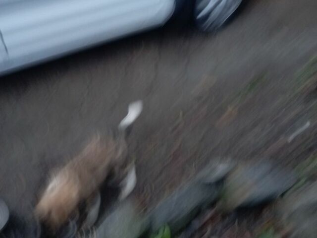 Білий Форд Сі-Макс, об'ємом двигуна 1.8 л та пробігом 180 тис. км за 6519 $, фото 4 на Automoto.ua