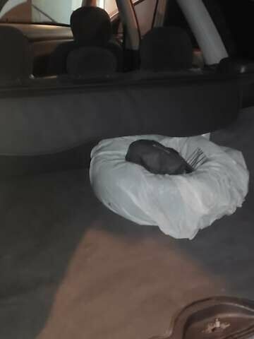 Сірий Форд Фокус, об'ємом двигуна 1.6 л та пробігом 280 тис. км за 3500 $, фото 14 на Automoto.ua