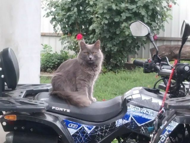 Форте Другая, объемом двигателя 0.13 л и пробегом 0 тыс. км за 615 $, фото 2 на Automoto.ua