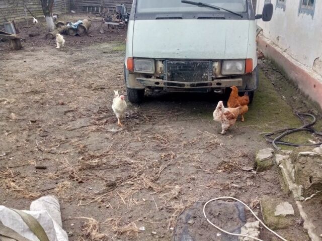 Белый ГАЗ 2818 Газель, объемом двигателя 2.4 л и пробегом 111 тыс. км за 829 $, фото 5 на Automoto.ua