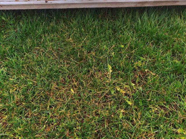 Белый ГАЗ 3110 Волга, объемом двигателя 2.4 л и пробегом 1000 тыс. км за 500 $, фото 4 на Automoto.ua